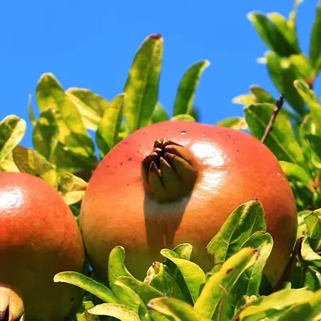 Appartamento G.bakovic *