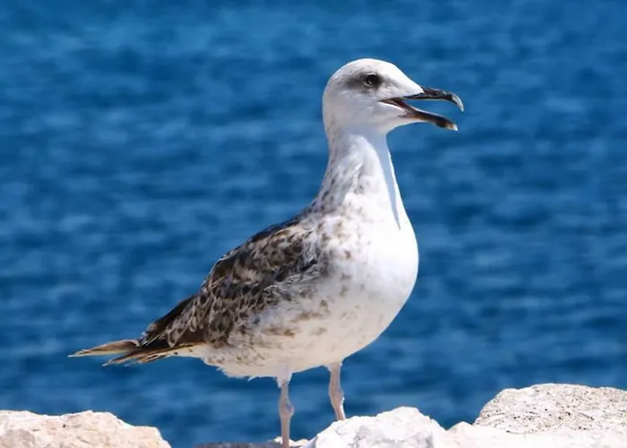 G.bakovic Appartement