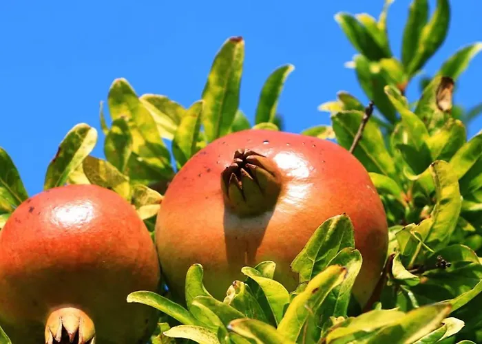 Appartamento G.bakovic *