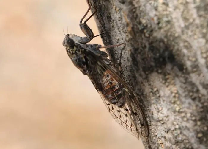 G.bakovic Appartement